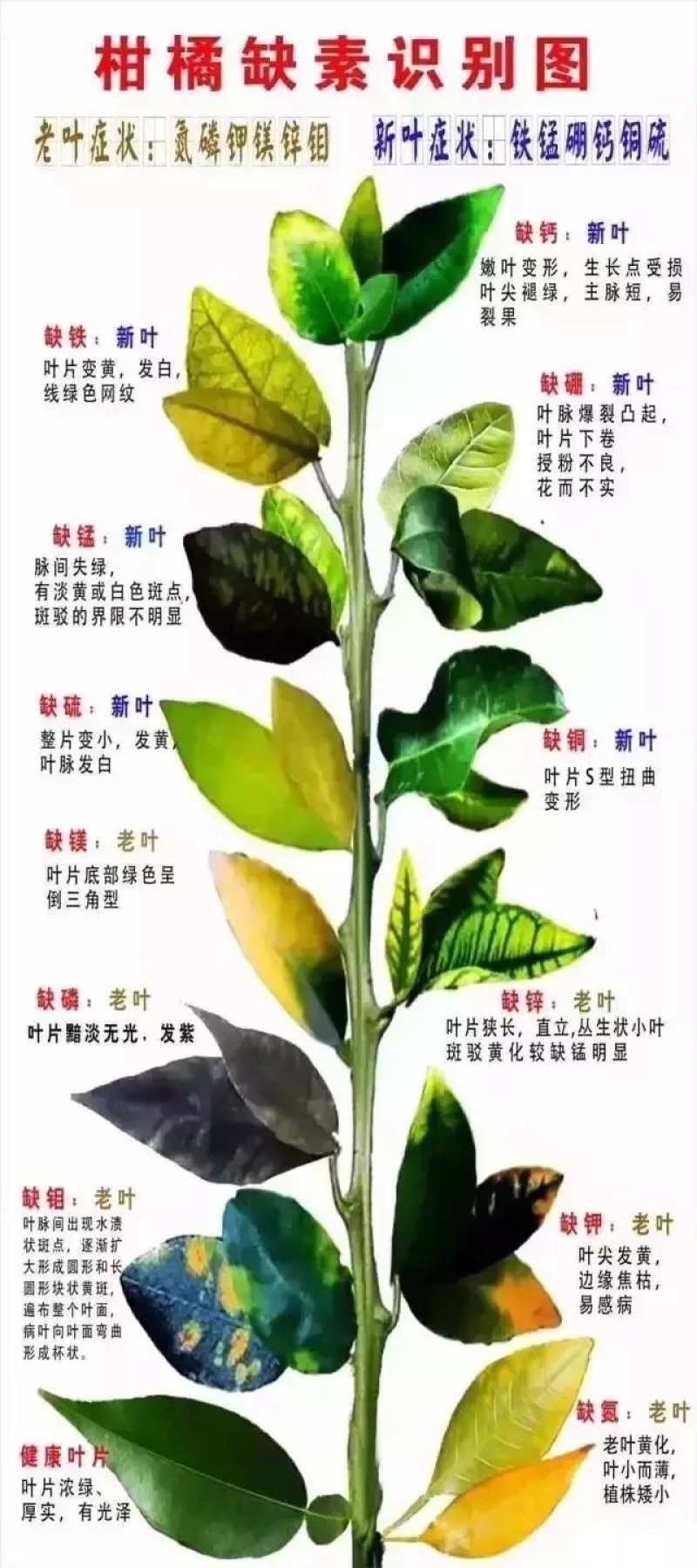 沃丰素中药叶面肥中微量元素肥料全营养氨基酸钙等