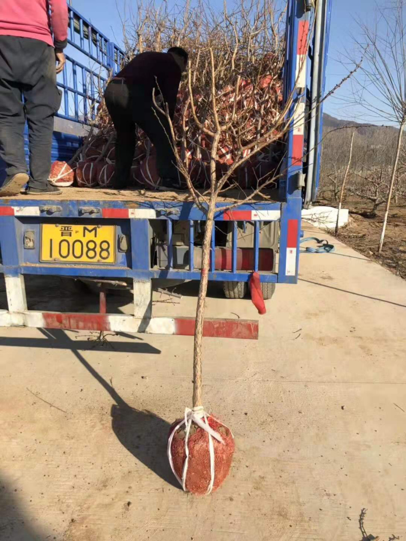山西精品种苗大红袍花椒苗1到2年苗，基地批發價