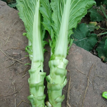 儿菜棒菜
