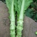 儿菜棒菜