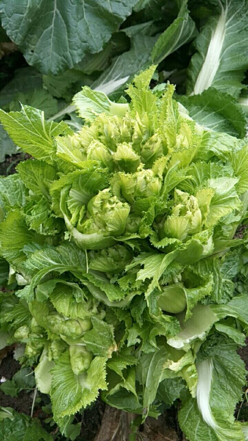儿菜棒菜