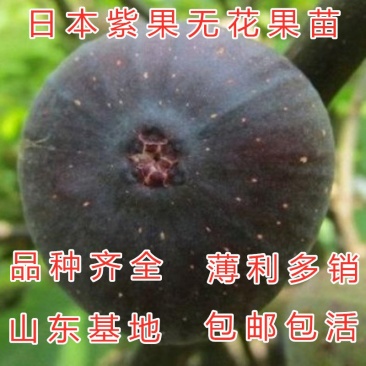 日本紫果无花果苗品种无花果苗波姬红无花果苗包成活包品种