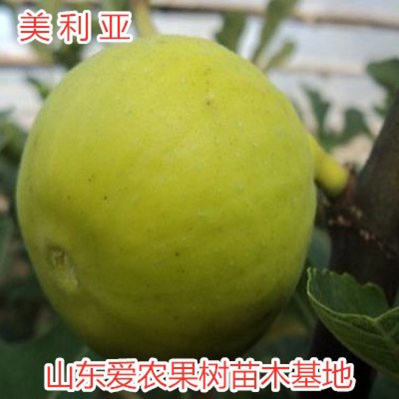日本紫果无花果苗品种无花果苗波姬红无花果苗包成活包品种