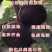 日本紫果无花果苗品种无花果苗波姬红无花果苗包成活包品种