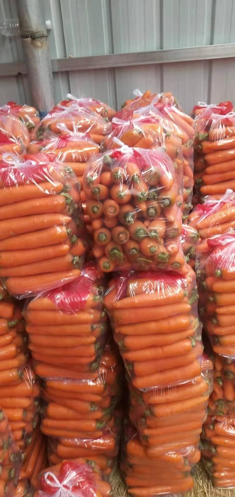河南精品三红胡萝卜大量上市中产地直销量大价优欢迎咨询