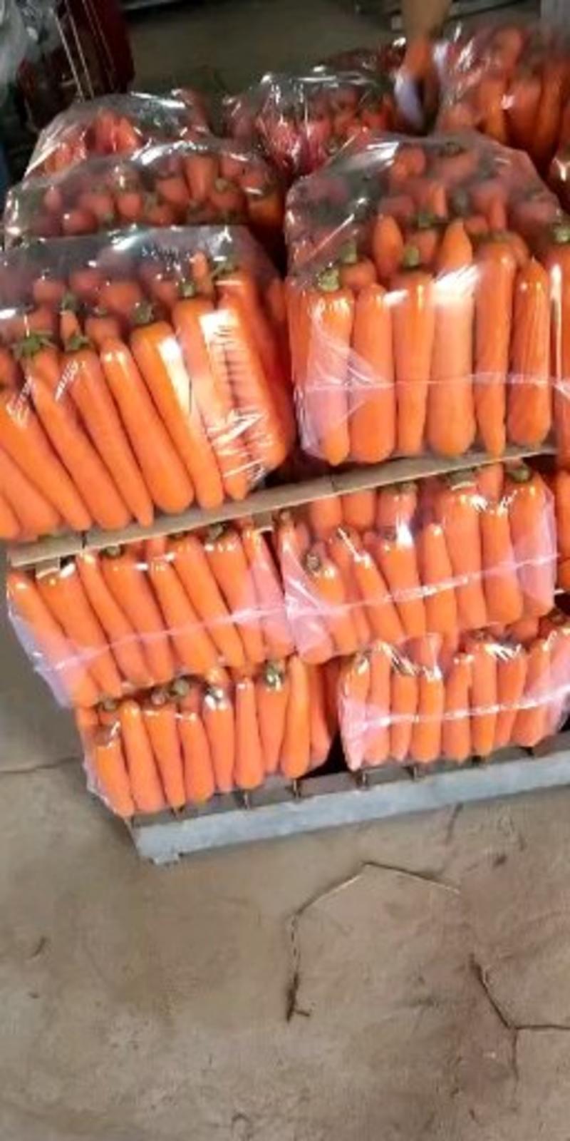 河南精品三红胡萝卜大量上市中产地直销量大价优欢迎咨询