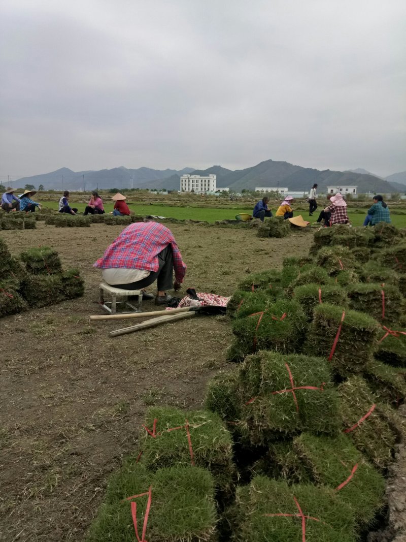 马尼拉草皮