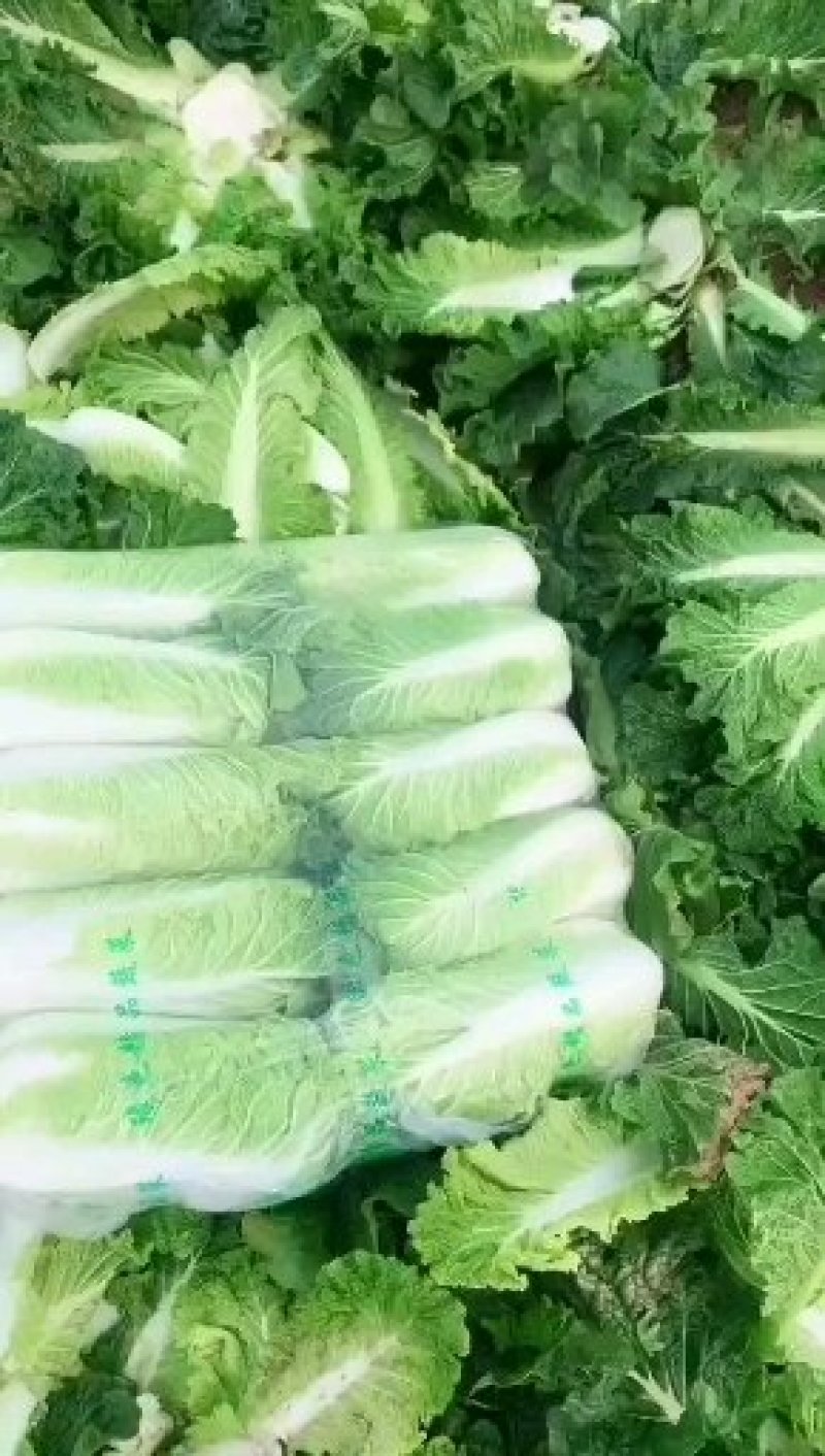 北京新三号白菜产地直发，大量供应，品质保障可视频看货