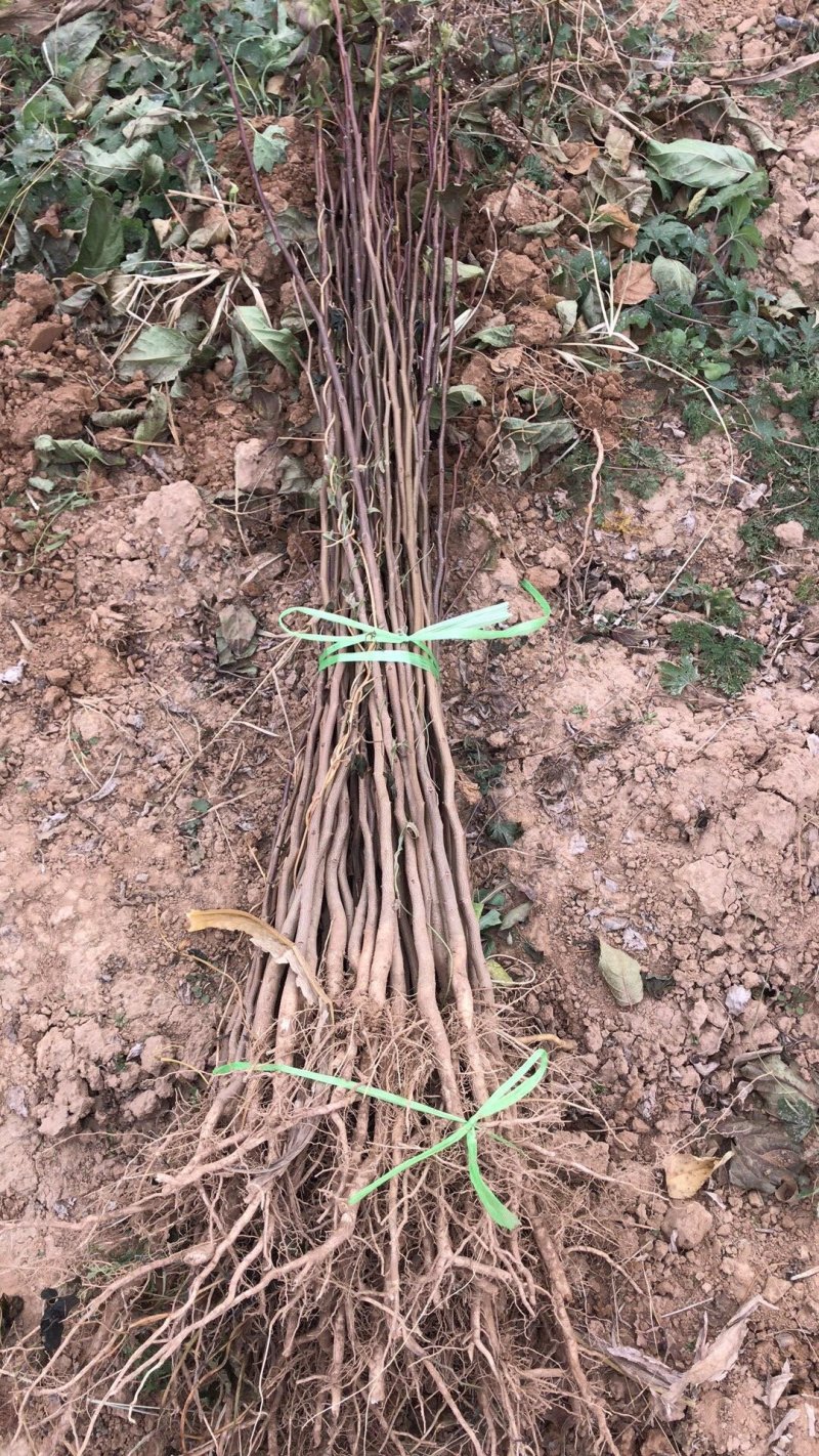 杜仲苗1年苗，药用杜仲苗，基地批发价，价格优惠，城信经营