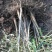 杜仲苗1年苗，药用杜仲苗，基地批发价，价格优惠，城信经营