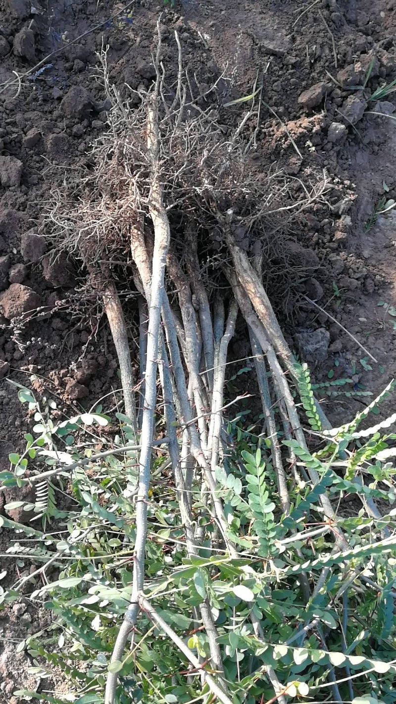 杜仲苗1年苗，药用杜仲苗，基地批发价，价格优惠，城信经营
