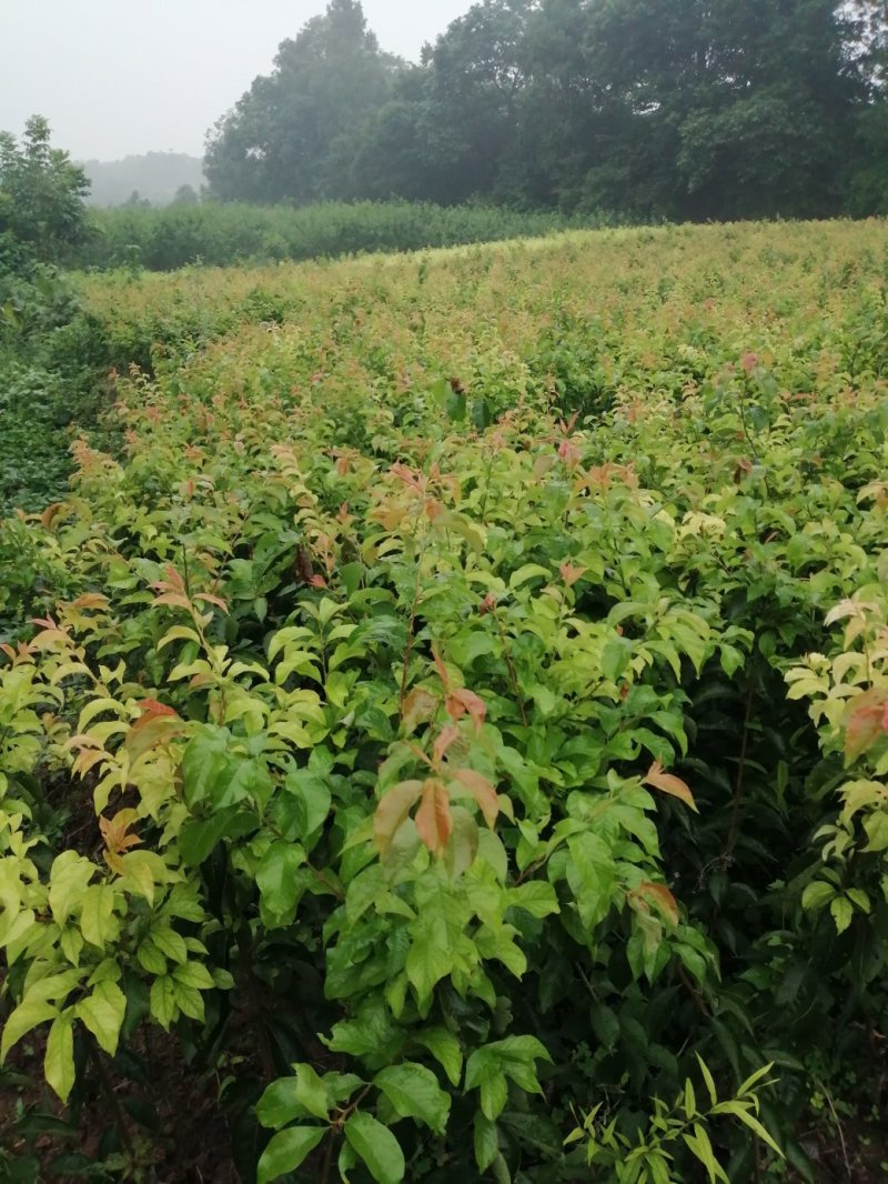 自家苗圃种植李子苗五月脆脆红李青脆李多种规格
