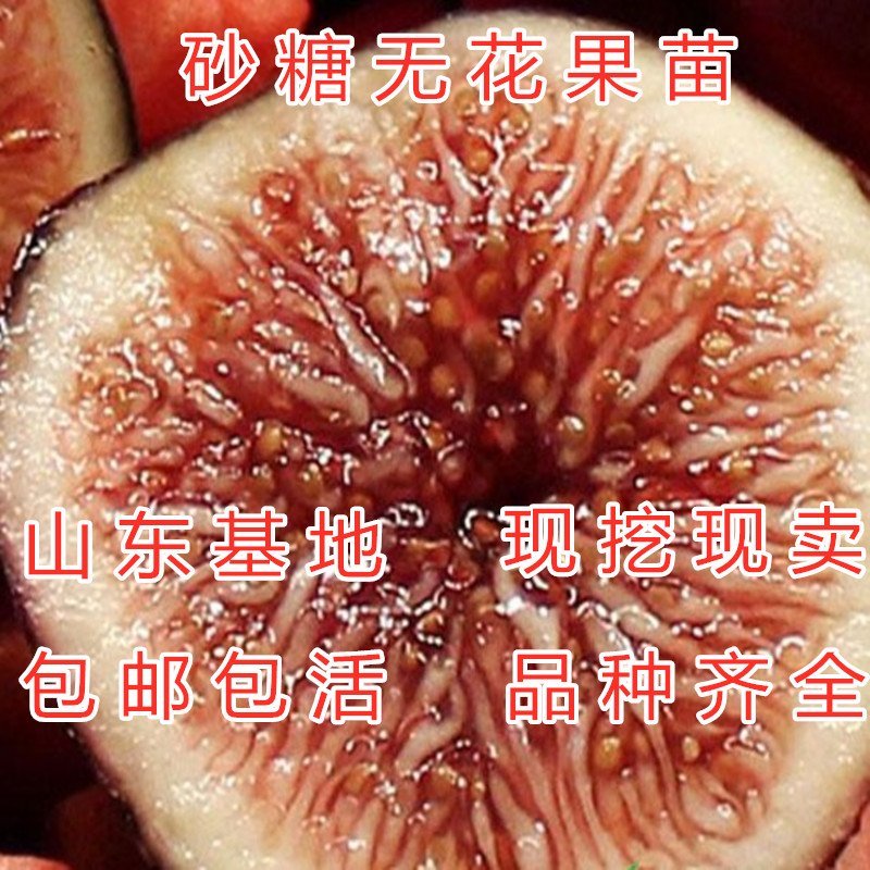 砂糖无花果苗好吃好看盆栽地栽南北方种植无花果苗波姬红果树
