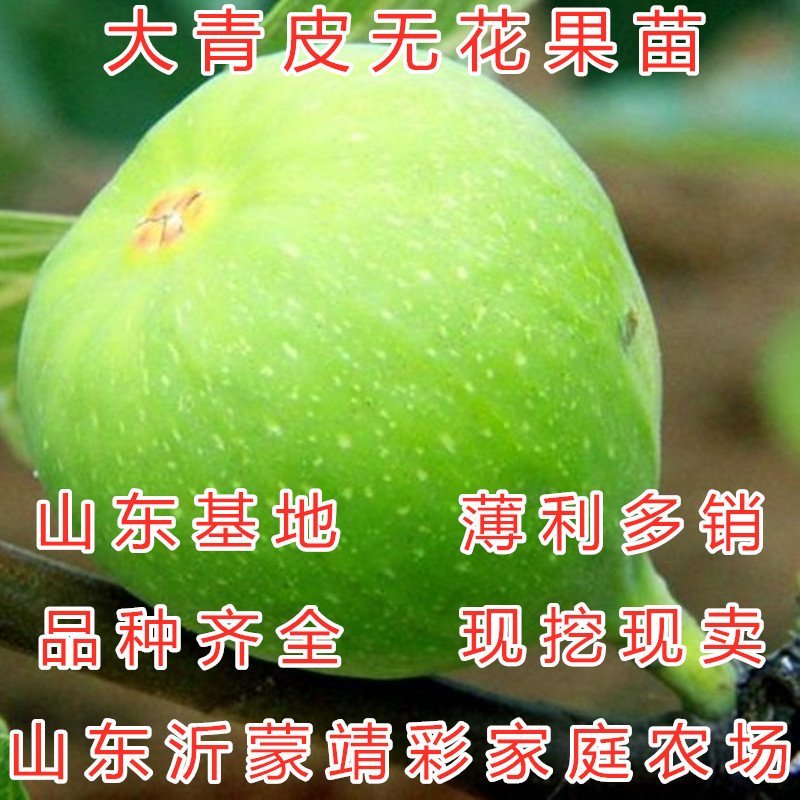 砂糖无花果苗好吃好看盆栽地栽南北方种植无花果苗波姬红果树