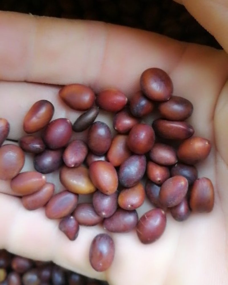 大籽皂角，大刺，精选