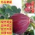 日本紫果，波姬红，金傲芬，新疆早黄多个品种