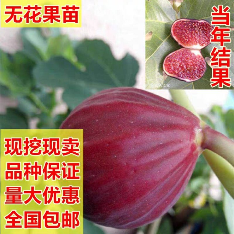 日本紫果，波姬红，金傲芬，新疆早黄多个品种