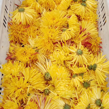 金丝菊