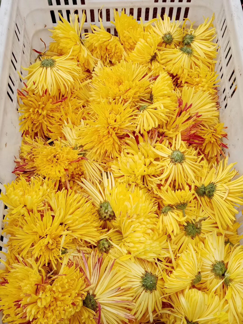 金丝菊