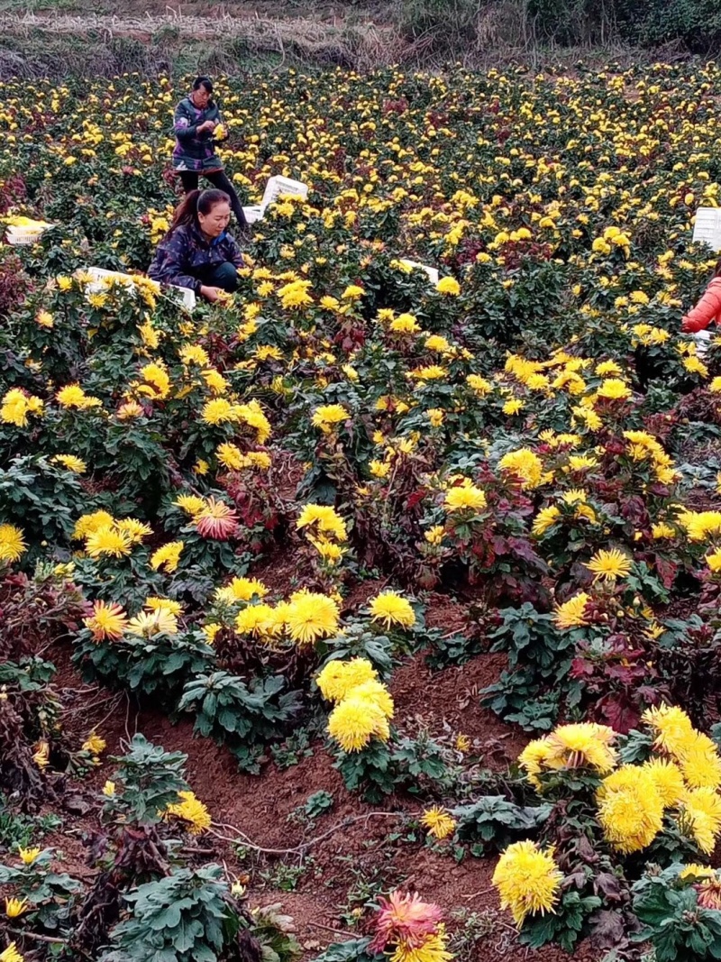 金丝菊