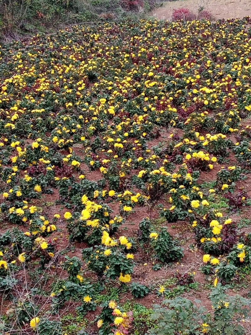 金丝菊