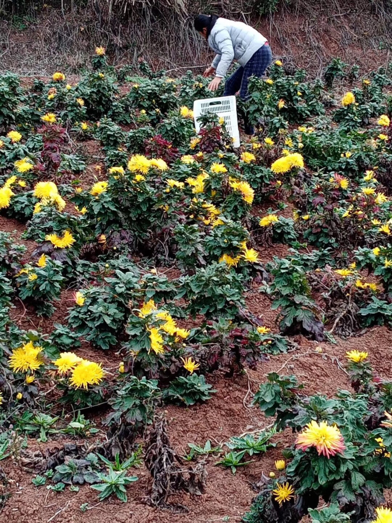 金丝菊