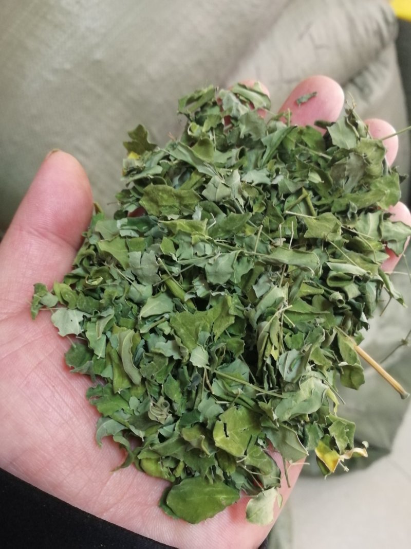 辣木叶干辣木叶晒干阴干辣木叶一件代发