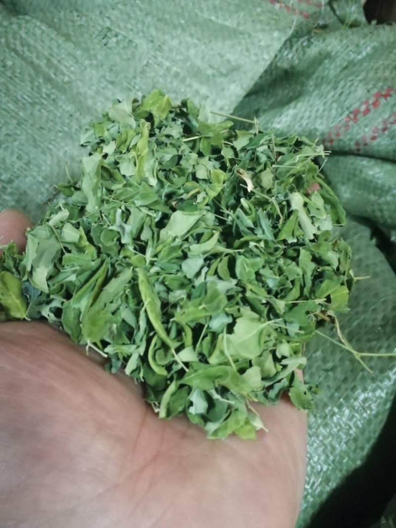 辣木叶干辣木叶晒干阴干辣木叶一件代发