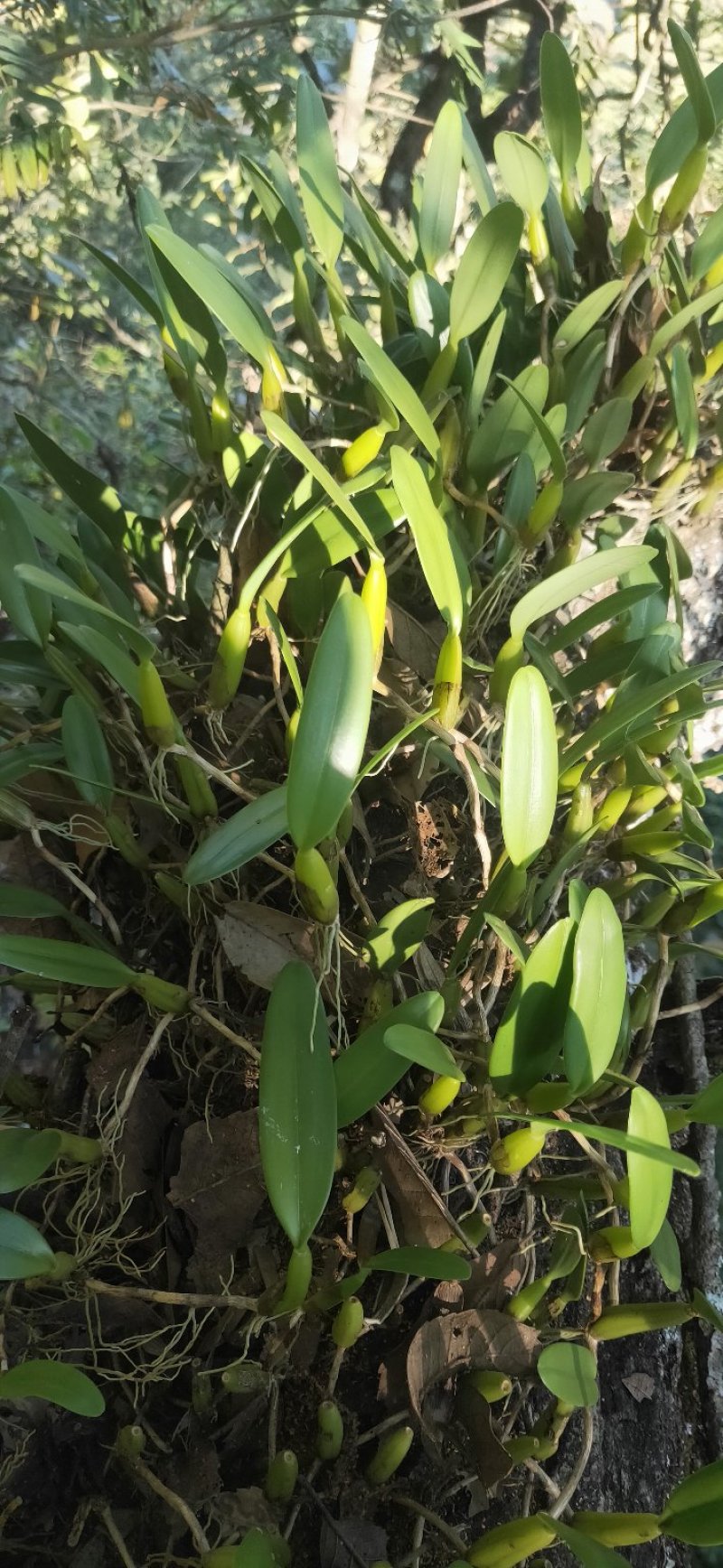 野生石橄榄大量有货，