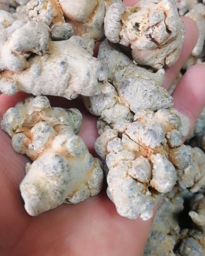 三七文山三七60头三七60头文山三七
