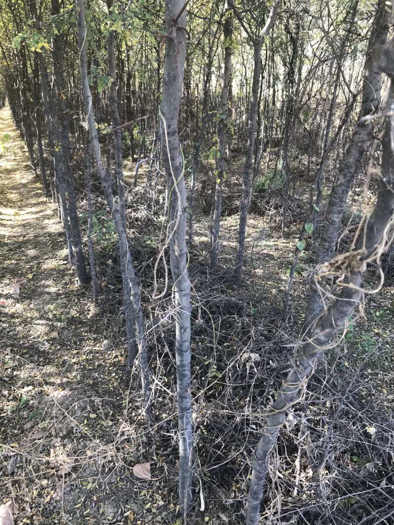 山西红富士苹果树苗产地直销，品台上看店铺