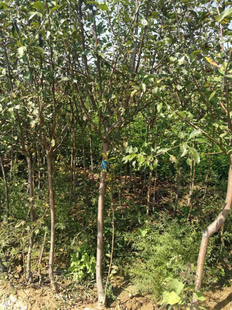 山西红富士苹果树苗产地直销，品台上看店铺