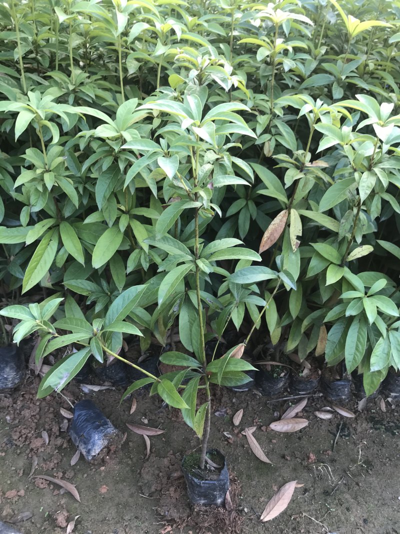 金丝楠木树苗四川正宗金丝楠木树苗名贵苗木金丝楠小叶桢楠树