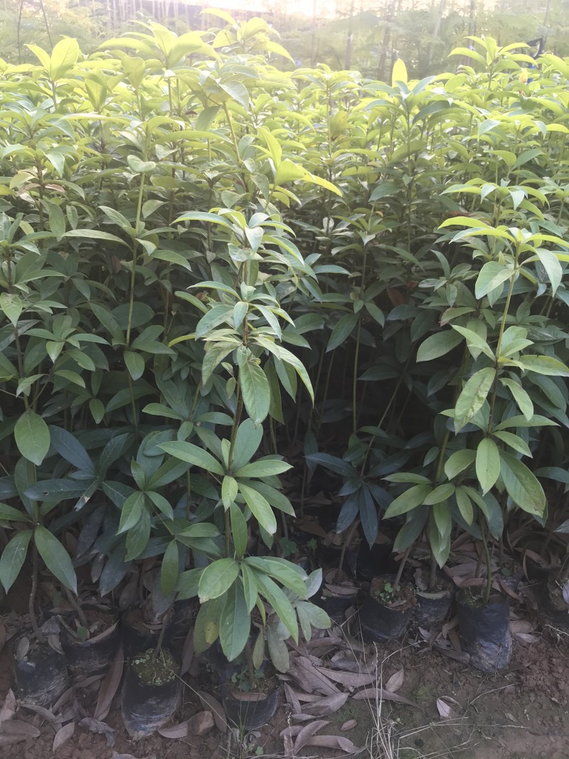 金丝楠木树苗四川正宗金丝楠木树苗名贵苗木金丝楠小叶桢楠树