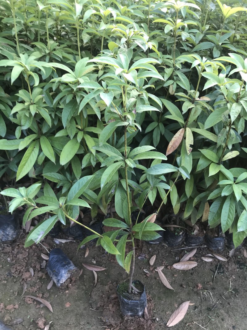 金丝楠木树苗四川正宗金丝楠木树苗名贵苗木金丝楠小叶桢楠树
