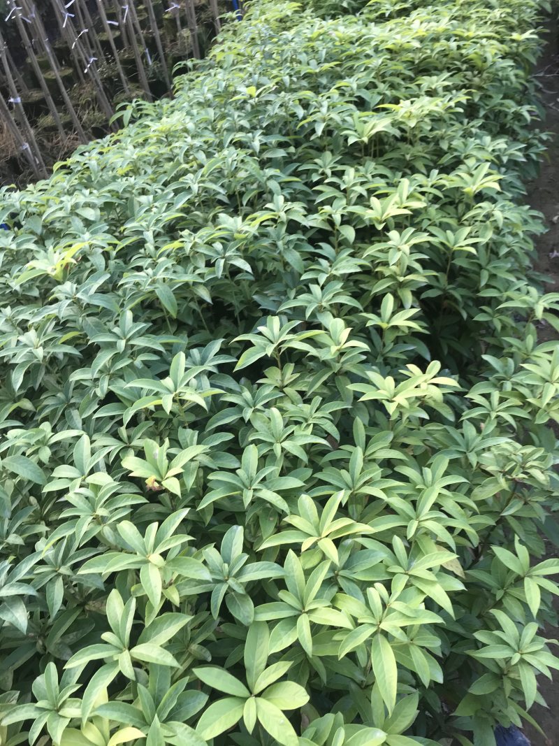 金丝楠木树苗四川正宗金丝楠木树苗名贵苗木金丝楠小叶桢楠树