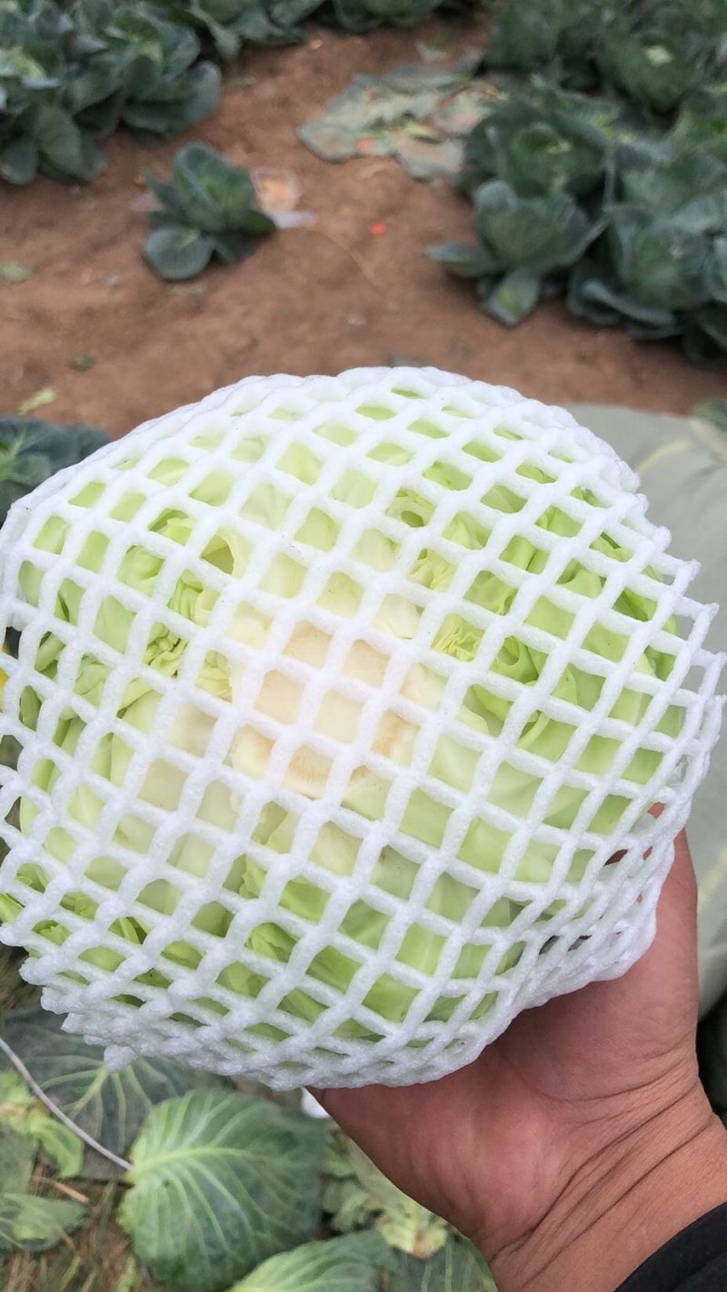 精品小甘蓝兰产地大量供货，批发商，进出口贸易。
