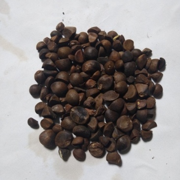 野生山茶籽，质量好，出油率高。