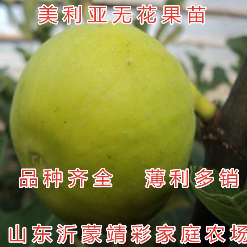 斯特拉无花果苗新品种无花果苗当年结果波姬红布兰瑞克无花果