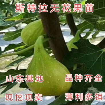 斯特拉无花果苗新品种无花果苗当年结果波姬红布兰瑞克无花果