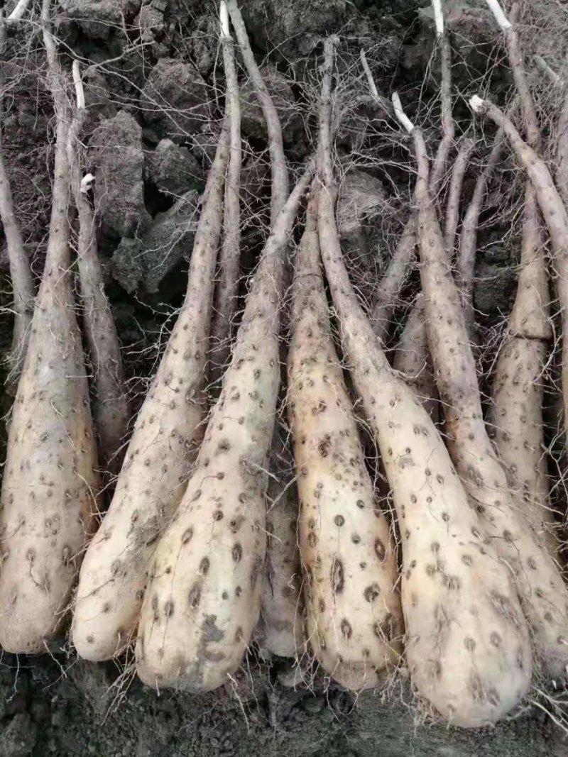 山药种子山药栽子小白嘴山药种苗山药嘴子