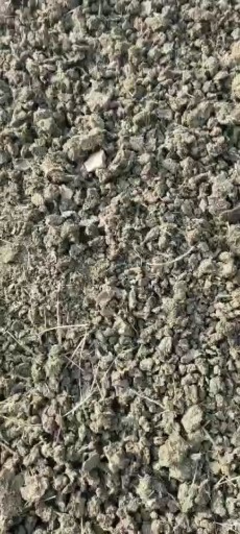 出售砖地凉晒的有机肥干鸡粪，