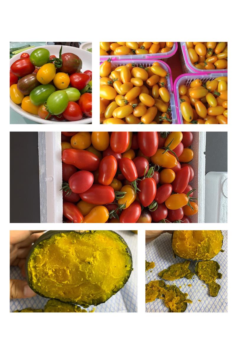 黄色花生果小番茄苗，黄色圆果小番茄苗、黄色鸡心果小番茄苗