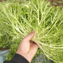 精品苦菊