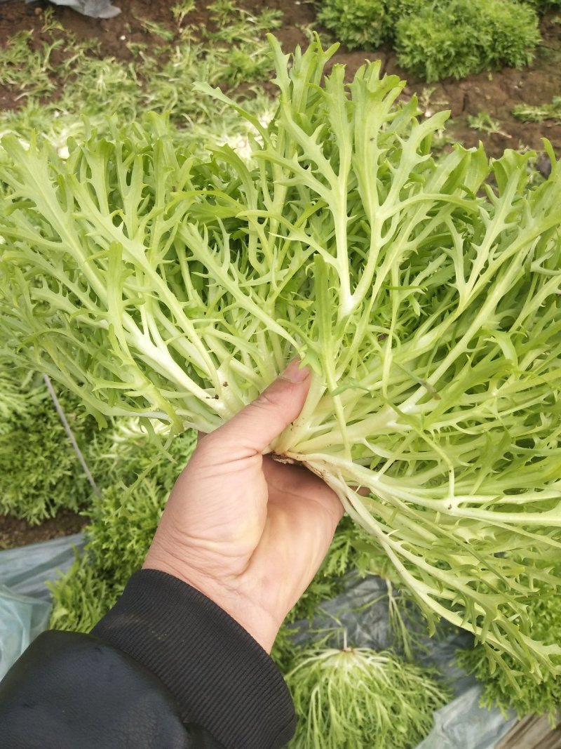精品苦菊