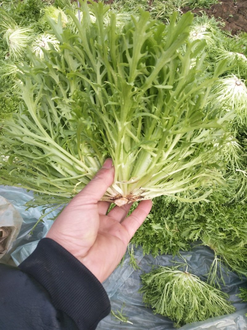 精品苦菊