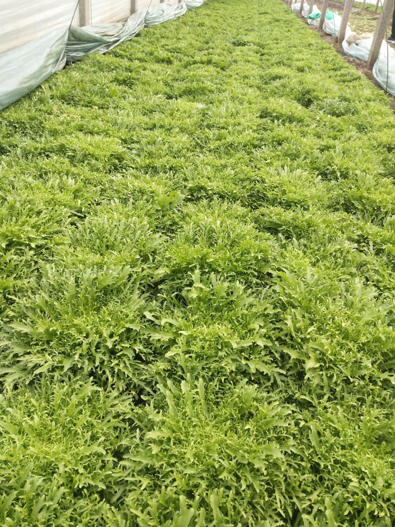 精品苦菊