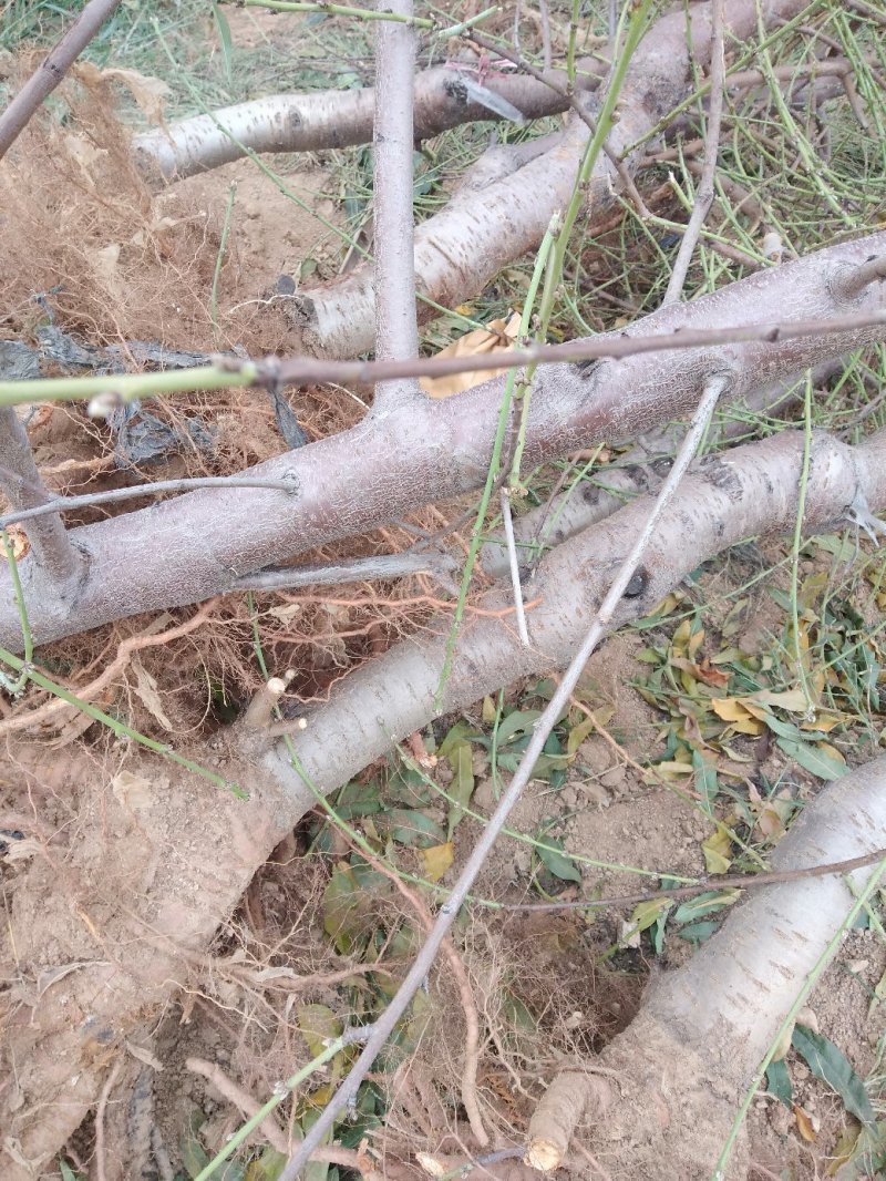 5之十二公分，果树和桃树需要的联系，保质保量，成活率高。