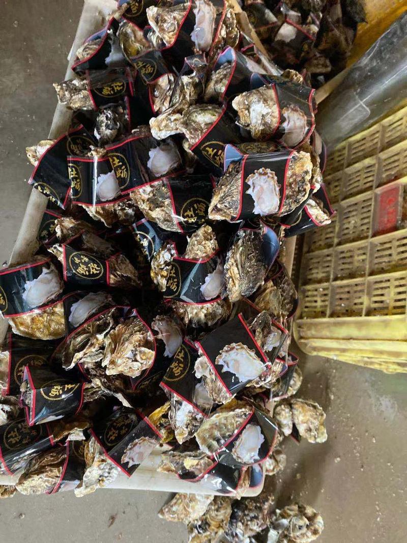 【精品蚝业】小豆乳山生蚝水产海蛎子大量有货常年供应