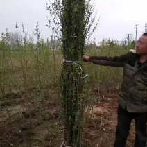 毛桃苗占地桃树改接桃树品种山桃根系好量大优惠